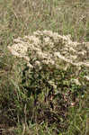 Dogtongue buckwheat